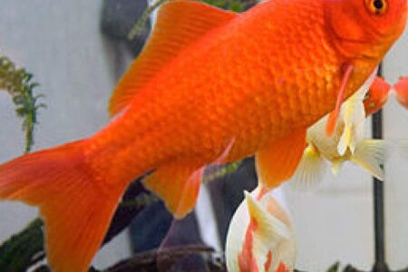 هشدار دامپزشکی شهرستان رابر در خصوص رهاسازی ماهی های قرمز در روز طبیعت