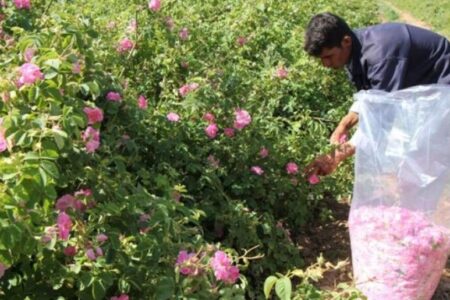 پیش‌بینی برداشت ۳۰ تن گل محمدی از گلستان های راور