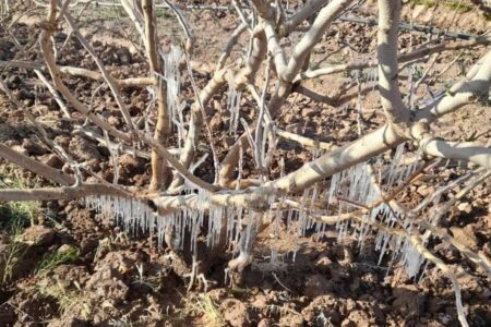 بیش‌ترین خسارت سرمازدگی در کشور در باغات پسته استان کرمان است
