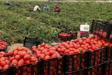پیش‌بینی تولید ۳۴۵ تن گوجه‌ در شهرهای جنوبی استان