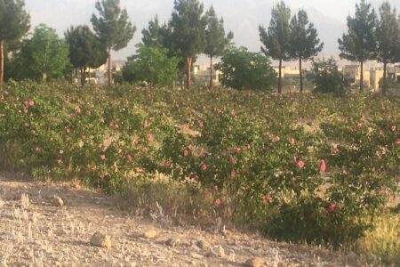 مزرعه گل‌ محمدی دانشگاه آزاد بافت برای ۳۰ نفر اشتغال ایجاد کرد