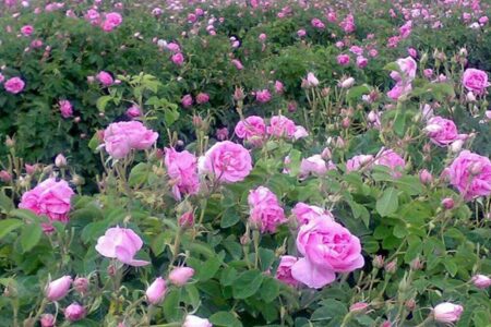 پیش بینی برداشت ۶ هزارتن گل محمدی در کرمان