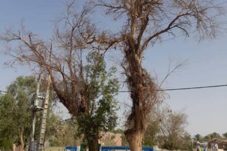 قطع درخت در شهداد کرمان؛ پاسخ مدیران و اعتراضی که ارزشمند است