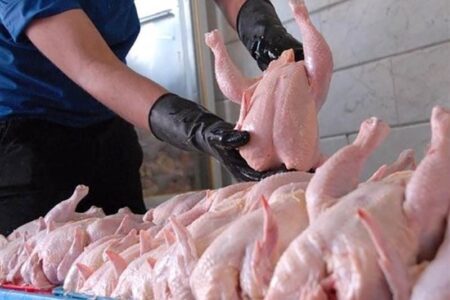 ۱۰۰ تن گوشت مرغ مازاد از مرغداران کرمانی خریداری شد