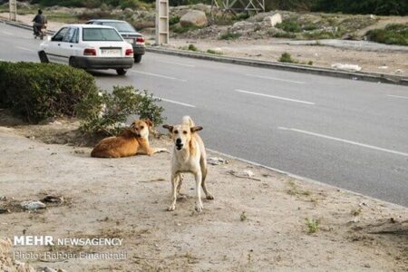 افزایش جمعیت ‌سگهای ولگرد در کرمان/ سگها در هفت باغ جولان می دهند