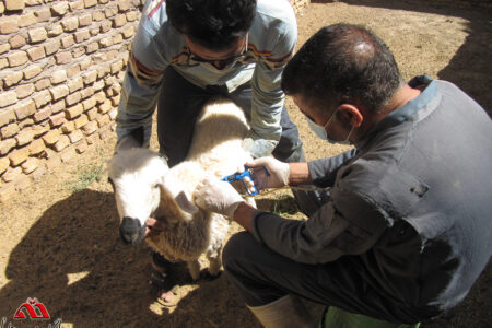 اجرای طرح رایگان واکسیناسیون دام سبک بر علیه بیماری طاعون در شهرستان انار