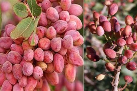 شرکت دانش بنیانی که پسته کرمان را نجات داد