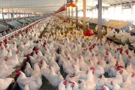 تولید مرغ استان، پایین تر از حد مصرف