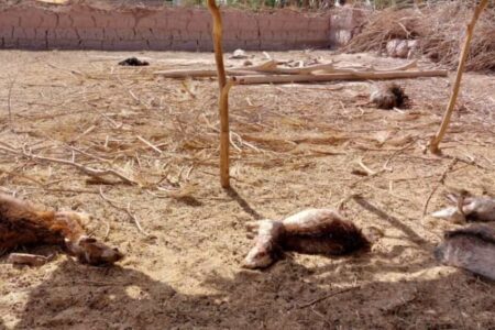 حمله مجدد حیوان وحشی به دام‌ها در شهداد؛ عامل همچنان ناشناخته، مردم هنوز نگران