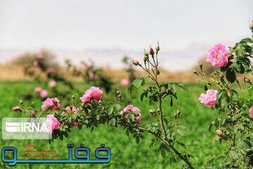 چهاردهمین جشنواره گل محمدی لاله‌زار بردسیر برگزار می‌شود
