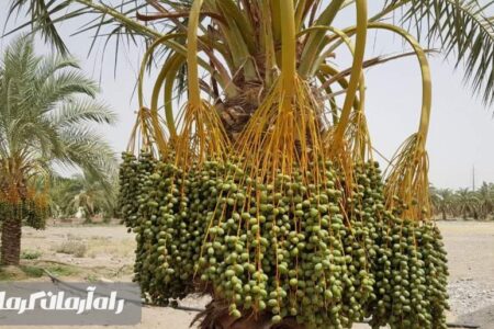 اختصاص رتبه برتر تولید محصولات کشاورزی به جیرفت کرمان