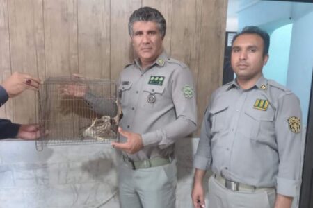 تحویل پرنده شکاری از نوع دلیجه به اداره محیط زیست شهرستان فهرج