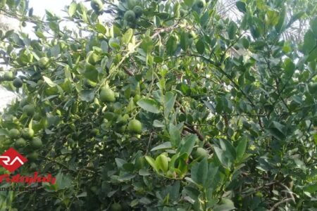 تصاویری زیبا از باغ های لیمو ترش منوجان