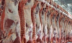 نقص فنی کشتارگاه صنعتی سیرجان و گلایه قصابان/دامپزشکی: اجازه توزیع گوشت ندادیم