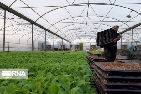 گلخانه‌داران جنوب کرمان نسبت به دریافت گواهی سلامت صادرات محصولات اقدام کنند