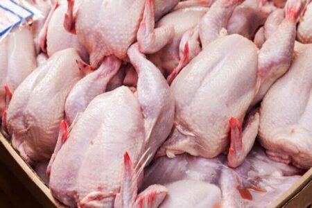 ۱۱۰۰ تن مرغ در کرمان ذخیره سازی شد