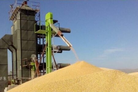 رشد ۵۷ درصدی میزان تولید و خرید گندم در جنوب کرمان