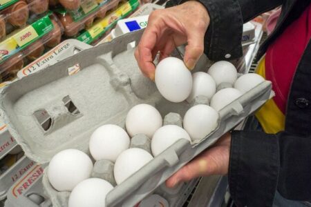 نرخ تخم‌مرغ در مرغداری‌ها افزایش نداشته است