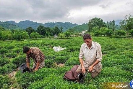 آسیب به برخی از باغات چای کشور به دلیل کاهش بارندگی