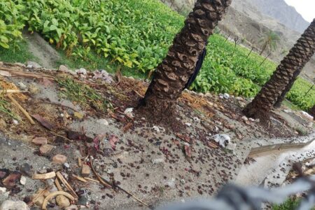 خسارت باران و باد به مزارع تنباکو و خرما در رمشک