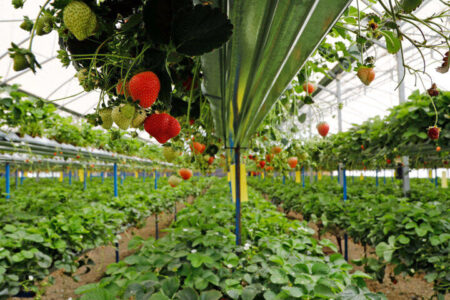۱۰۰ طرح کشاورزی در کرمان به بهره برداری می رسد