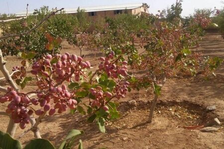 طرح پیشگیری از سرقت پسته در کرمان اجرا می شود