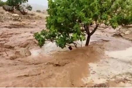 سیل با نخلستان ها و مزارع تنباکو در جنوب کرمان خسارت زد