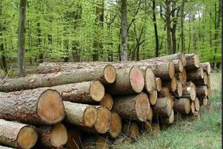 هدف‌گذاری منابع طبیعی در سال جاری؛ زراعت چوب در ۲۰ هزار هکتار از اراضی کشور