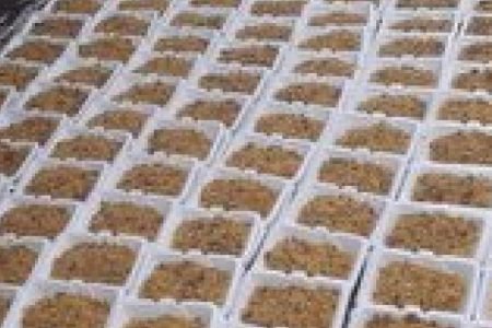 پخت و توزیع ۲۰۰۰ پرس غذا گرم  در بین نیازمندان شهرستان ماهان