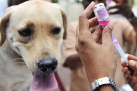 واکسیناسیون بیش از ۱۰ هزار قلاده سگ علیه بیماری هاری در کرمان