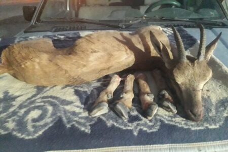 کشف لاشه یک راس بز وحشی از شکارچیان غیرمجاز در جیرفت