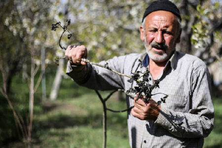 تصویب ۱۰ هزار میلیارد تومان برای جبران خسارت‌ سرمازدگی پسته