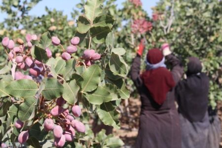 جایگاه نخست ایران در تولید و صادرات پسته باید احیا شود