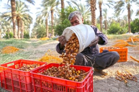 ارزش صادرات خرما به ۴۰۰ میلیون دلار می‌رسد