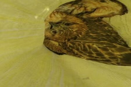 تحویل یک قطعه پرنده شکاری «دلیجه» به محیط زیست کرمان