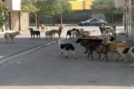 فیلم| حس ترحم به حیوانات، جمعیت زیاد سگ‌ها و گرفتاری‌ شهروندان کرمان