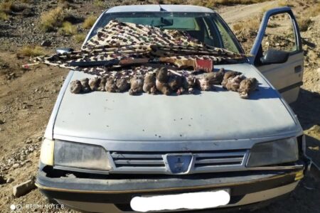 سه شکارچی غیرمجاز کبک در جیرفت دستگیر شدند