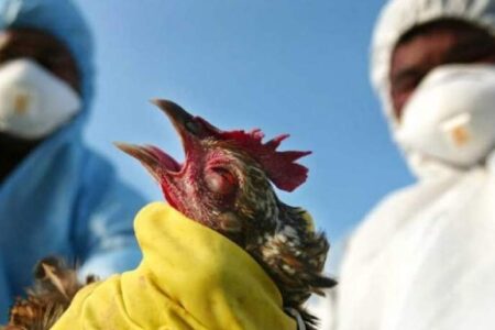 آماده باش زرندی ها برای مقابله با آنفلوآنزای پرندگان