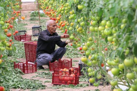 آغاز برداشت محصولات گلخانه‌ای در جنوب کرمان