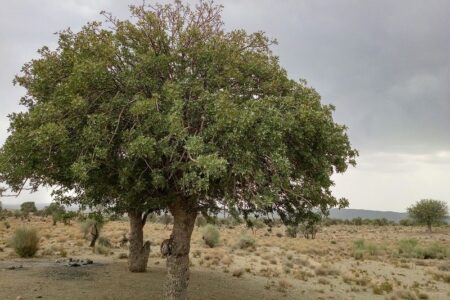 قطع درختان در اراضی ملی زرند/ با متخلفان برخورد می شود