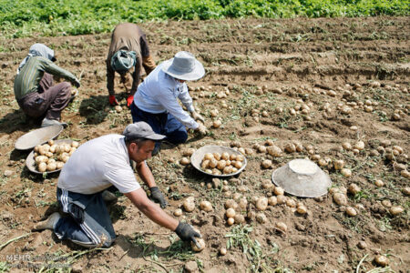 تعرفۀ صادرات پیاز، گوجه‌فرنگی و سیب‌زمینی برداشته شد