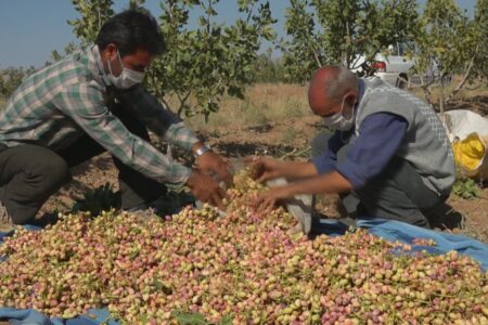 کمک ۱۵۰۰ میلیاردی مس به پسته‌کاران استان کرمان