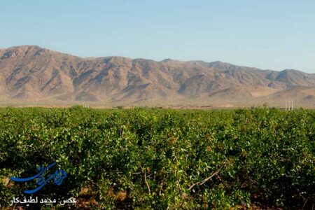 اروپایی‌ها پسته‌ای‌ که باقیماندۀ سموم دارد را نمی‌خرند