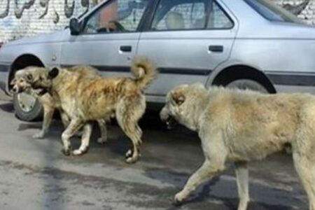حمله سگ‌های ولگرد به یک پیرزن در رفسنجان مرگ وی را رقم زد