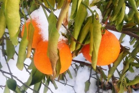 هشدار سطح زرد کشاورزی در کرمان/ خسارت سرمازدگی در کمین محصولات جنوب