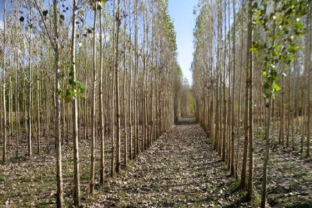 اجرای طرح محوری زراعت چوب در اراضی دولتی، ملی و مستثنیات جنوب کرمان