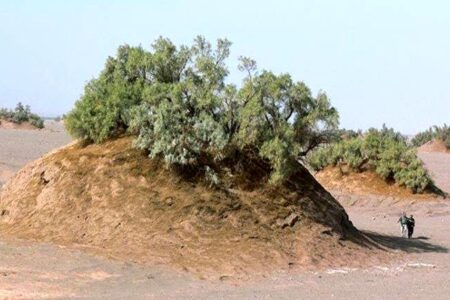 جشنواره نبکا در بخش نگین فهرج برگزار می‌شود