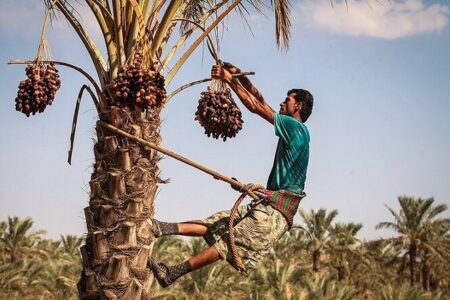 مشکل تعهد ارزی صادرکنندگان خرما به‌زودی برطرف می‎شود