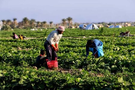 انتقاد از عدم تکمیل آزمایشگاه ویژۀ محصولات کشاورزی در جنوب استان