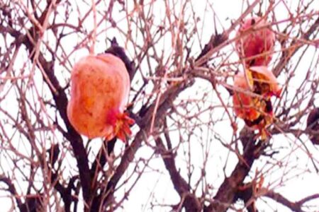 آفت مگس میوه مدیترانه تهدید جدی برای کشاورزی